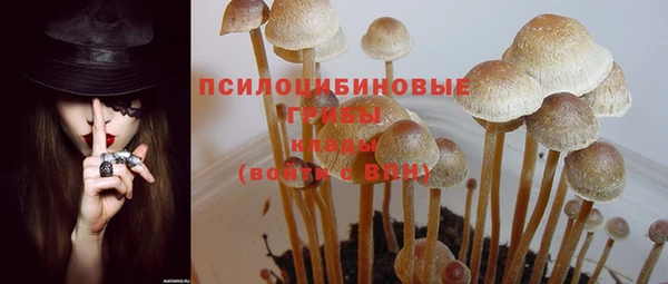 прущие грибы Абинск